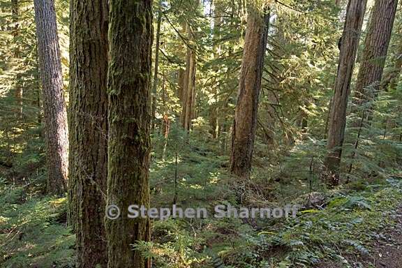 south santiam forest 3 graphic